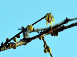 Chimonanthus praecox
